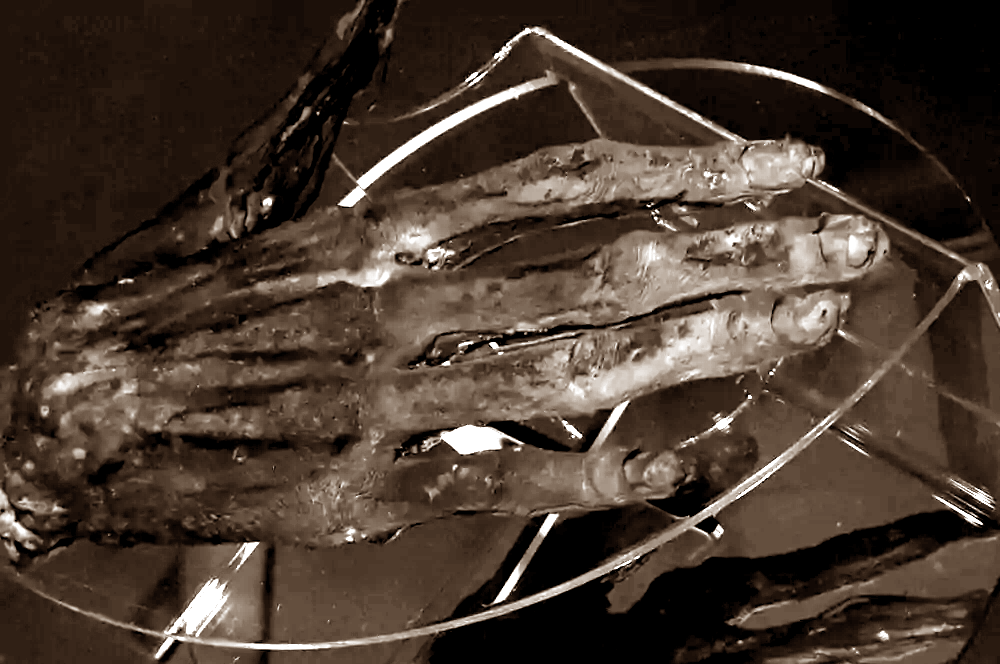 La mano de gloria